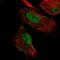 MIER Family Member 3 antibody, HPA058349, Atlas Antibodies, Immunofluorescence image 
