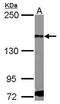 Platelet Derived Growth Factor Receptor Alpha antibody, PA5-34739, Invitrogen Antibodies, Western Blot image 