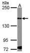 Platelet Derived Growth Factor Receptor Alpha antibody, PA5-34739, Invitrogen Antibodies, Western Blot image 