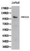 Phosphatidylinositol-4,5-Bisphosphate 3-Kinase Catalytic Subunit Alpha antibody, LS-C192273, Lifespan Biosciences, Western Blot image 