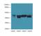 Nudix Hydrolase 9 antibody, LS-C379812, Lifespan Biosciences, Western Blot image 