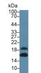 C-X-C Motif Chemokine Ligand 5 antibody, LS-C685169, Lifespan Biosciences, Western Blot image 