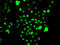 CCAAT Enhancer Binding Protein Gamma antibody, LS-C346323, Lifespan Biosciences, Immunofluorescence image 