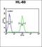 Eukaryotic Translation Elongation Factor 2 antibody, orb216091, Biorbyt, Flow Cytometry image 