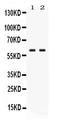 Glucose-6-Phosphate Isomerase antibody, PB10068, Boster Biological Technology, Western Blot image 