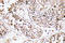 Vasoactive Intestinal Peptide antibody, LS-C177273, Lifespan Biosciences, Immunohistochemistry frozen image 