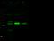 Interleukin 1 Alpha antibody, 50114-T52, Sino Biological, Western Blot image 