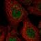 Exocyst Complex Component 3 antibody, HPA037880, Atlas Antibodies, Immunofluorescence image 
