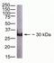 Growth Differentiation Factor 15 antibody, 42-1700, Invitrogen Antibodies, Western Blot image 