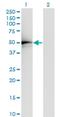 Transcriptional Adaptor 2A antibody, H00006871-M01, Novus Biologicals, Western Blot image 