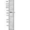 Serpin Family A Member 6 antibody, abx218529, Abbexa, Western Blot image 