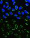 Pentatricopeptide Repeat Domain 3 antibody, GTX65603, GeneTex, Immunofluorescence image 