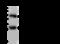 Galectin 3 antibody, GTX02037, GeneTex, Immunoprecipitation image 