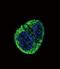 Fibrinogen Alpha Chain antibody, GTX81691, GeneTex, Immunocytochemistry image 