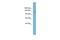 Tetratricopeptide Repeat Domain 17 antibody, A14801, Boster Biological Technology, Western Blot image 