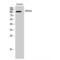 G Protein-Coupled Receptor Class C Group 6 Member A antibody, LS-C383833, Lifespan Biosciences, Western Blot image 