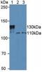 Sirtuin 1 antibody, MBS2002904, MyBioSource, Western Blot image 