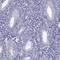 TBC1 Domain Family Member 21 antibody, HPA043319, Atlas Antibodies, Immunohistochemistry frozen image 