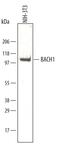BTB Domain And CNC Homolog 1 antibody, AF5777, R&D Systems, Western Blot image 