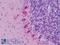 Ephrin A1 antibody, LS-B9141, Lifespan Biosciences, Immunohistochemistry frozen image 