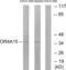 Olfactory Receptor Family 4 Subfamily A Member 15 antibody, abx015423, Abbexa, Western Blot image 