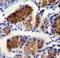 LUC7 Like antibody, LS-C163922, Lifespan Biosciences, Immunohistochemistry paraffin image 