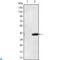 Matrilin 1 antibody, LS-C812694, Lifespan Biosciences, Western Blot image 
