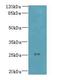 Chromosome 11 Open Reading Frame 53 antibody, A66038-100, Epigentek, Western Blot image 