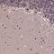 Ubiquitin Protein Ligase E3A antibody, NBP1-89092, Novus Biologicals, Immunohistochemistry frozen image 