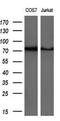 G1 to S phase transition protein 2 homolog antibody, M09757, Boster Biological Technology, Western Blot image 