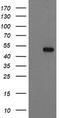 RuvB Like AAA ATPase 2 antibody, TA504384, Origene, Western Blot image 