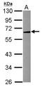 aSMase antibody, NBP2-20426, Novus Biologicals, Western Blot image 