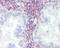 LDL Receptor Related Protein 1 antibody, 48-015, ProSci, Immunohistochemistry paraffin image 