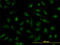 Nucleoporin 133 antibody, LS-C133779, Lifespan Biosciences, Immunofluorescence image 
