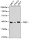 Proline And Serine Rich Coiled-Coil 1 antibody, GTX32823, GeneTex, Western Blot image 
