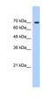 LAS1 Like, Ribosome Biogenesis Factor antibody, orb324568, Biorbyt, Western Blot image 