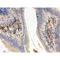 Flotillin 2 antibody, LS-C407836, Lifespan Biosciences, Immunohistochemistry frozen image 