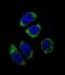 Endothelin 1 antibody, LS-C167623, Lifespan Biosciences, Immunofluorescence image 