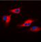 Docking Protein 1 antibody, orb74312, Biorbyt, Immunofluorescence image 