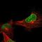 SYNE2 antibody, NBP1-84190, Novus Biologicals, Immunofluorescence image 