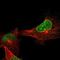 Spectrin Repeat Containing Nuclear Envelope Protein 2 antibody, NBP1-84190, Novus Biologicals, Immunofluorescence image 