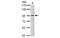 Inter-Alpha-Trypsin Inhibitor Heavy Chain 3 antibody, MBS837585, MyBioSource, Western Blot image 