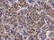 Spermatogenesis-associated protein 4 antibody, PA5-32139, Invitrogen Antibodies, Immunohistochemistry frozen image 