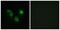 Olfactory Receptor Family 4 Subfamily A Member 15 antibody, PA5-38226, Invitrogen Antibodies, Immunofluorescence image 