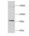 Aspartyl-TRNA Synthetase 2, Mitochondrial antibody, FNab02246, FineTest, Western Blot image 
