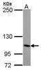  antibody, GTX119621, GeneTex, Western Blot image 