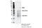 Diacylglycerol Kinase Alpha antibody, 16775S, Cell Signaling Technology, Immunoprecipitation image 