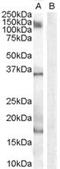 AIF1 antibody, orb19198, Biorbyt, Western Blot image 