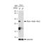 Ras Homolog Family Member A antibody, GTX02825, GeneTex, Western Blot image 