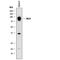 Delta Like Canonical Notch Ligand 4 antibody, AF1389, R&D Systems, Western Blot image 